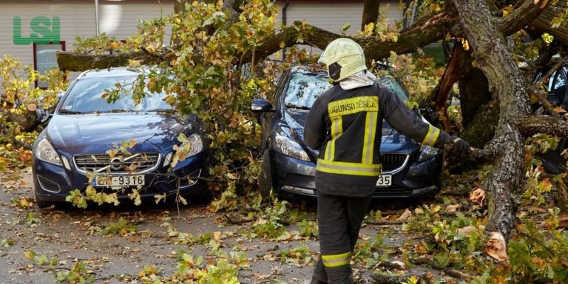 Coverage for Damage by a Fallen Tree in Homeowners Insurance